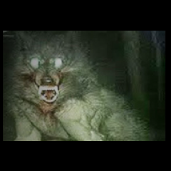 W Niemczech nagrano Wilkołaka! „Ta istota była pół człowiekiem pół wilkiem”