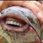 Ryba z ludzkimi zębami wyłowiona z rzeki?