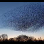 Stado Ptaków układa się w twarz PUTlNA na niebie (NAGRANIE)