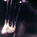 Krowa porwana przez UFO! To szokujące nagranie pokazano nawet w telewizji…